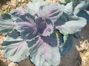 Cabbage - are those not beautiful colors?